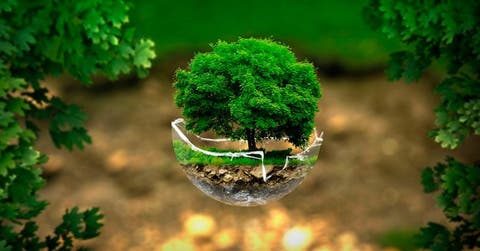 Un árbol plantado