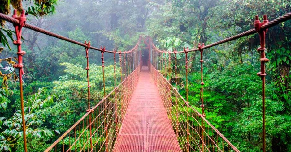 puentes colgantes en medio de bosque nuboso