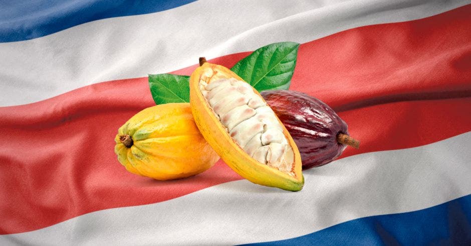 Cacao nacional