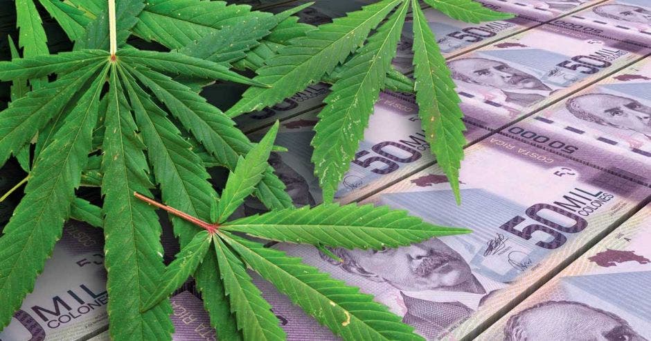 Matas de marihuana sobre billetes de colones