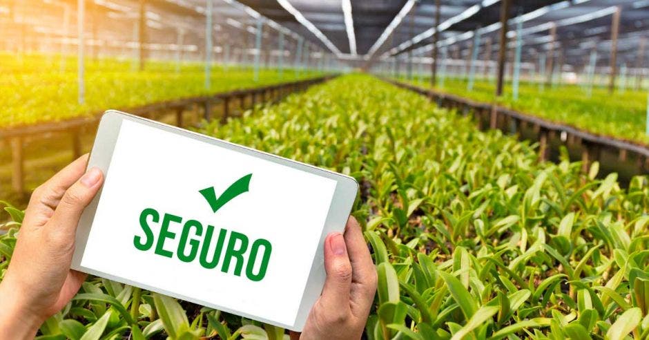 Seguros agrícolas