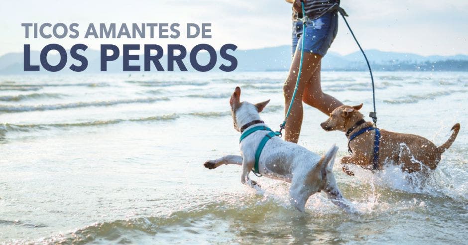 perros en la playa