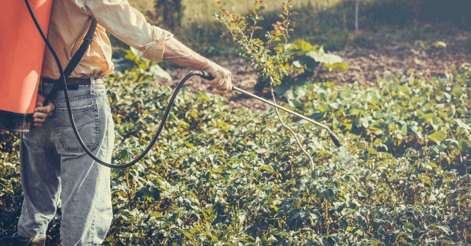 Un agricultor rocía sus cultivos con el plaguicida