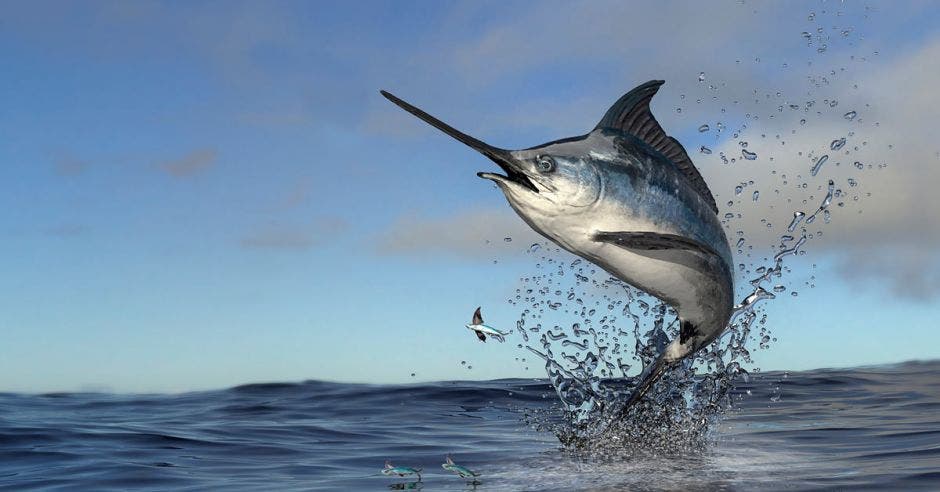 Un pez vela saltando fuera del agua