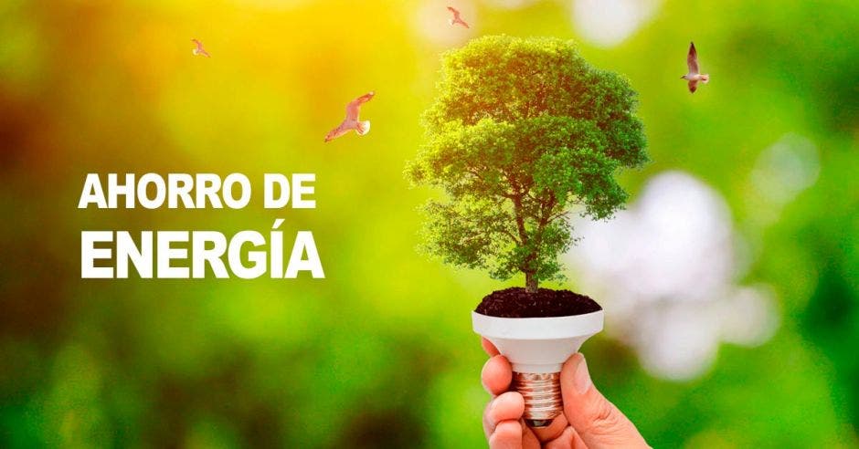 Árbol, bombillo, ahorro, energía