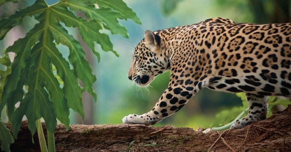 Un jaguar camina por un árbol