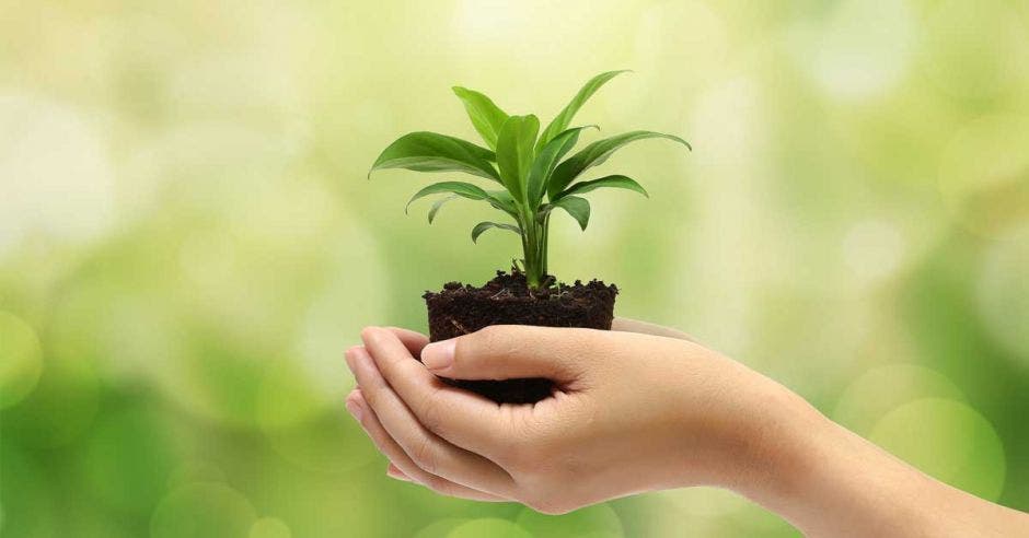 Un hombre planta un árbol