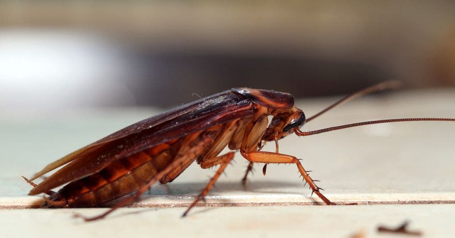 Una cucaracha