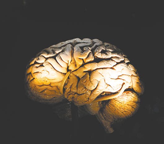 En la foto se ve un cerebro humano