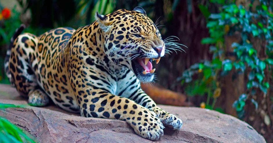 un jaguar de gran tamaño