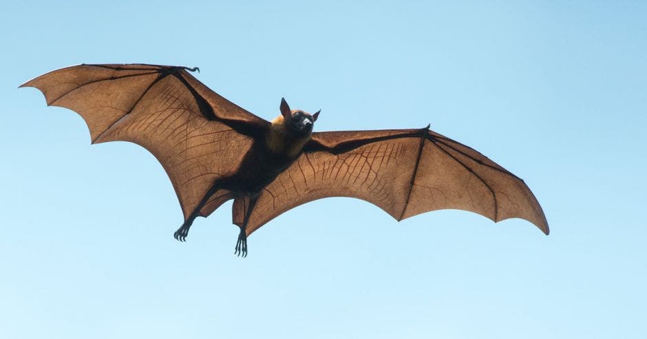 Un murciélago volando