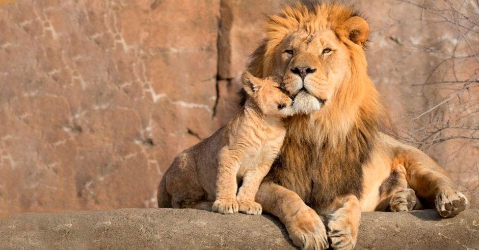 Un león y su cachorro