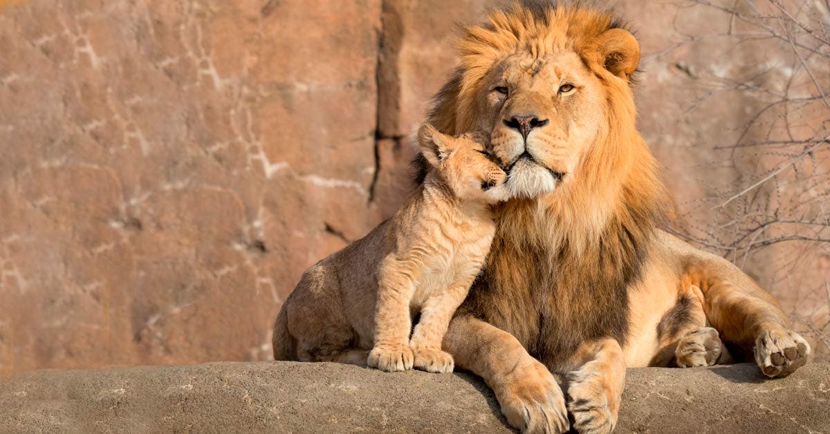 Desde el primer estreno de “El Rey León” han desaparecido la mitad de los  leones
