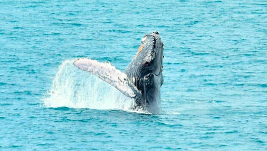 ballena