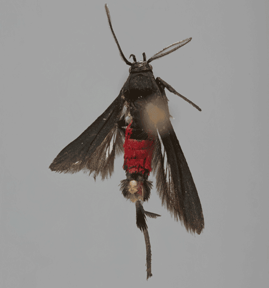 Mariposa de cuerpo rojo