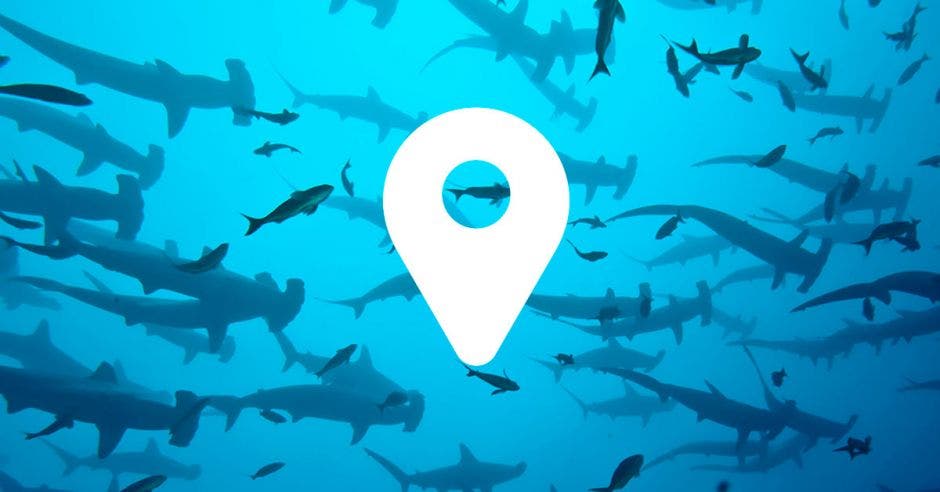 Una manada de tiburones junto a una señal de GPS