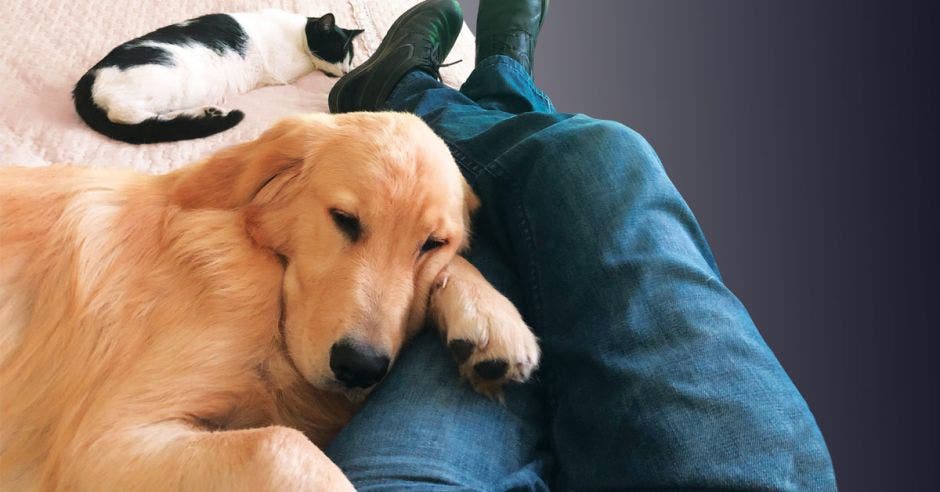 Una persona toma una siesta junto a un perro y un gato