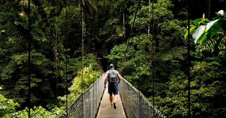 hombre caminando por puente colgante en medio del bosque