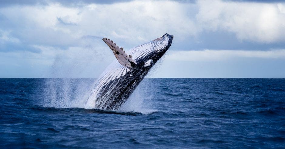 ballena saltando