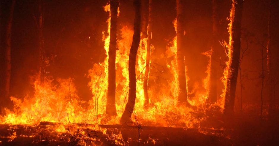 Un Incendio consume árboles en las Amazonas