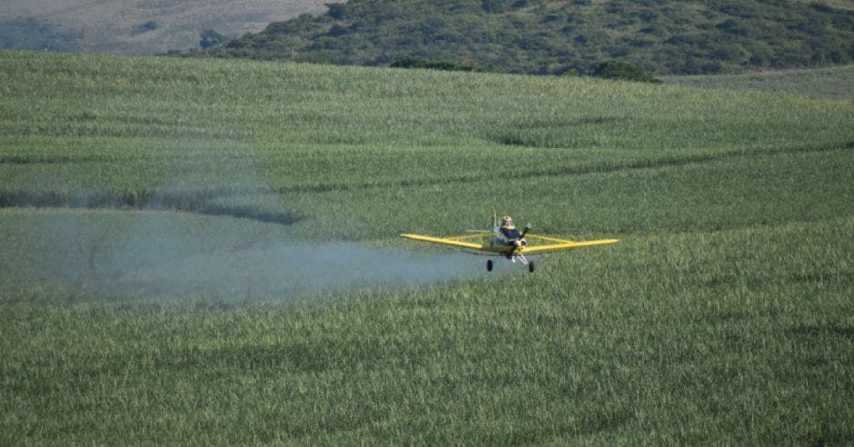 Una avioneta fumiga una plantación piñera