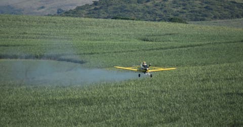 Una avioneta fumiga una plantación piñera