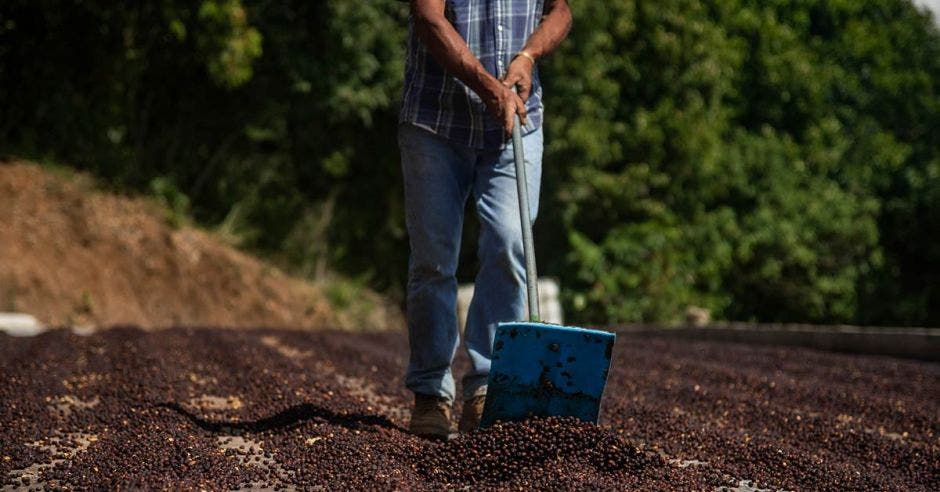 Proceso de secado de café