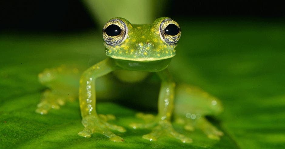 Rana de vidrio color verde