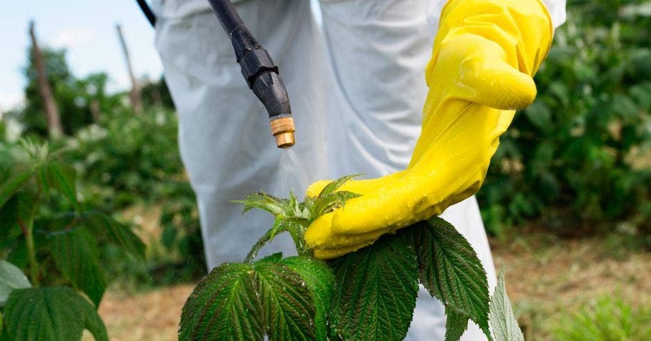 Un hombre aplica glifosato en una planta