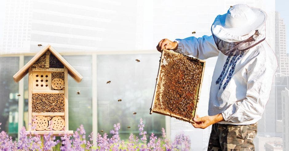Los hospedajes para abejas les ofrecen un lugar adecuado donde anidar y reproducirse.