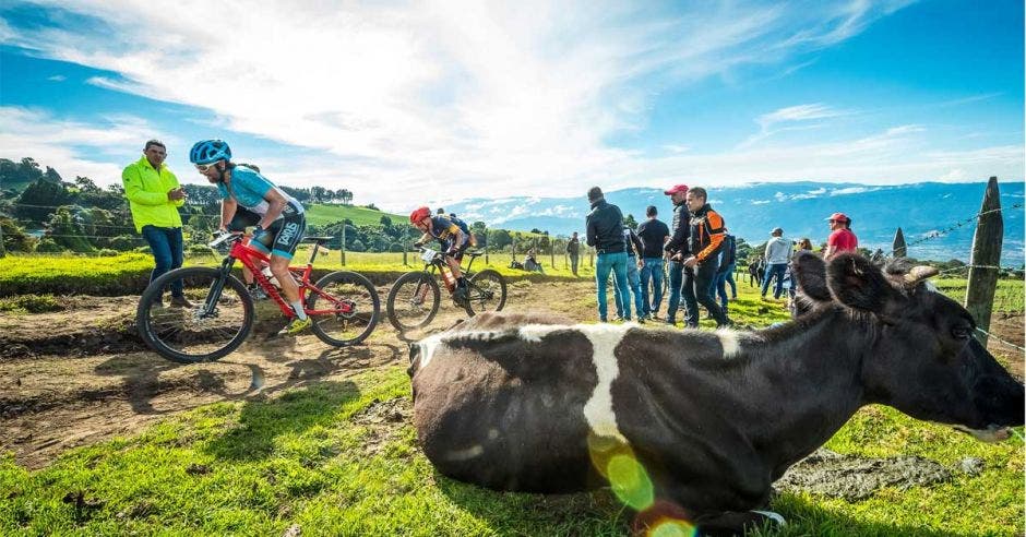 vacas en el camino y ciclistas pasando