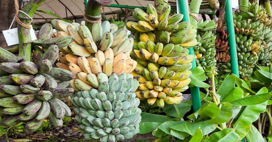 Plantación de bananos