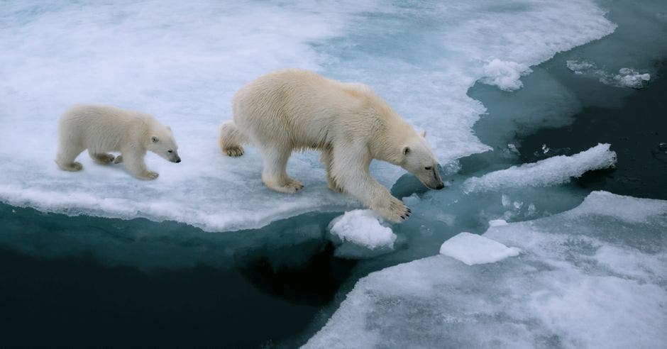 Oso polar y su retoño