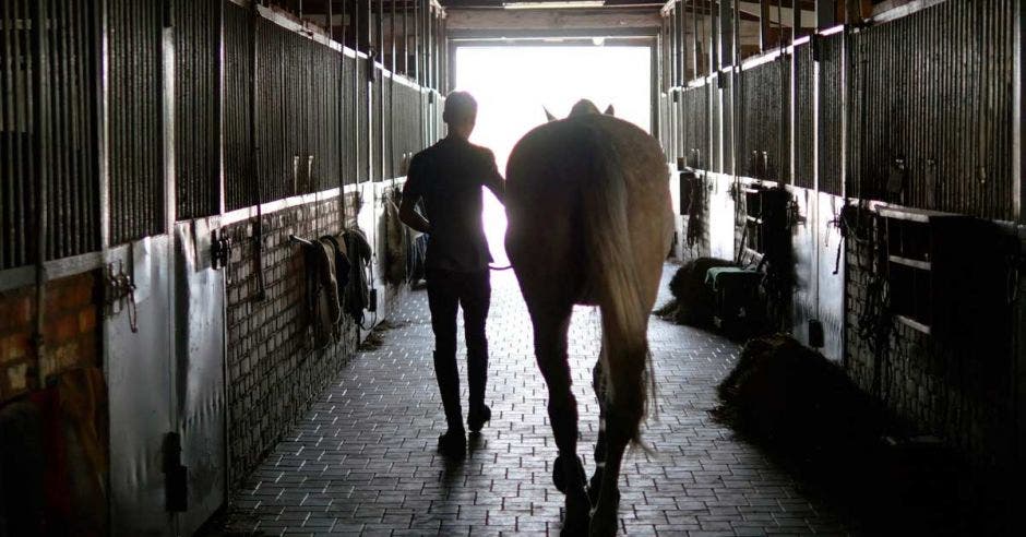 Un hombre saca a su caballo del establo