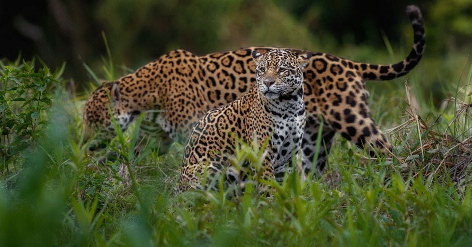 Dos jaguares recorren la selva