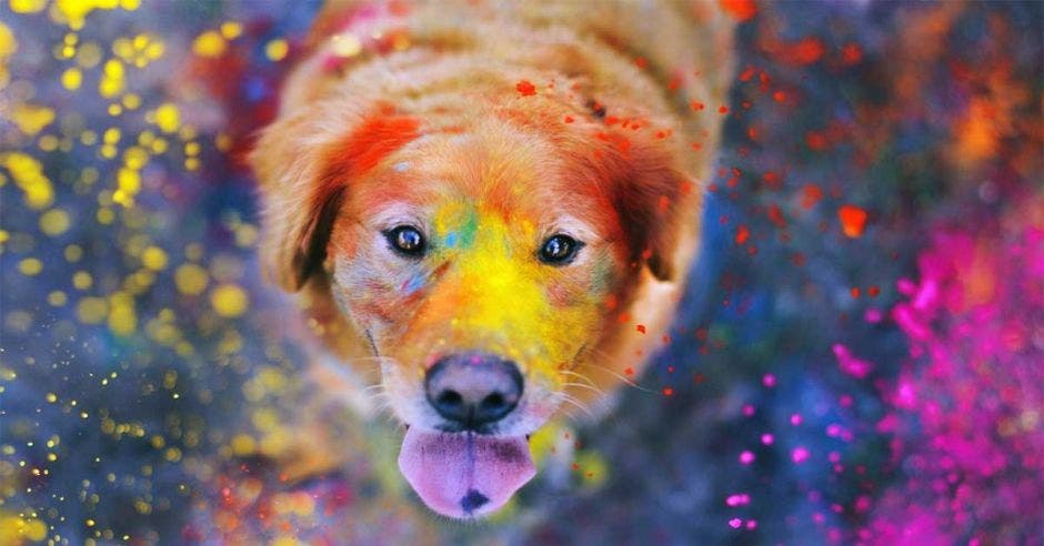 perro con colores en la cara