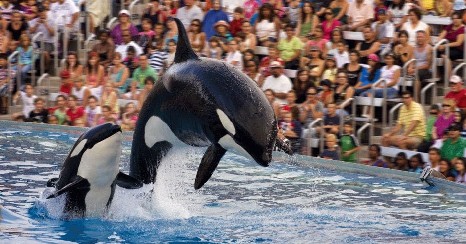 Dos orcas saltan sobre el agua