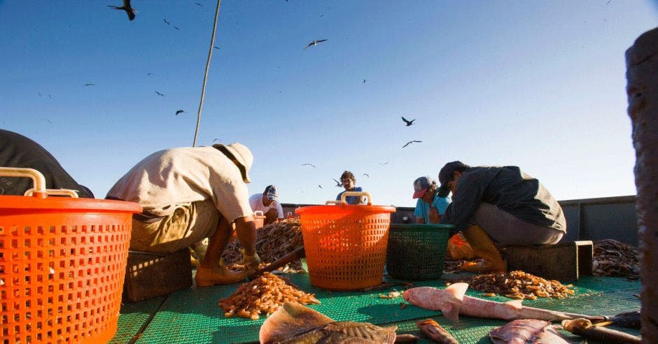 Pescadores utilizan pesca de arrastre