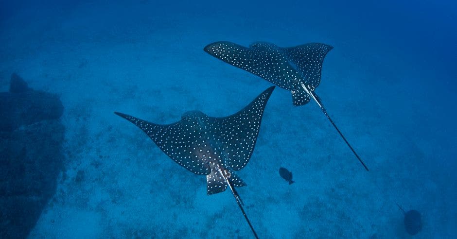 Dos mantarrayas nadan en el mar