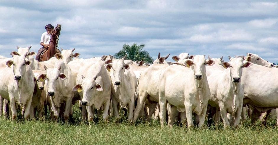 Ganado en un campo