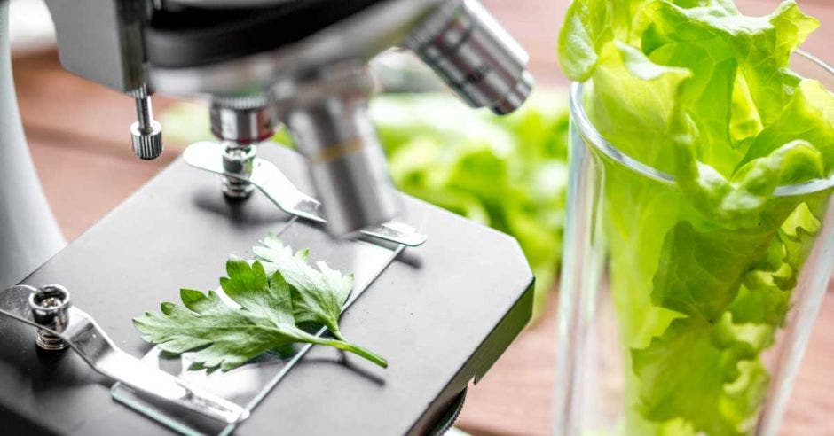 Análisis de una hoja de lechuga bajo un microscopio