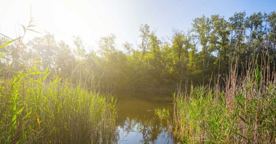 Una laguna rodeada de pasto verde semiflotante