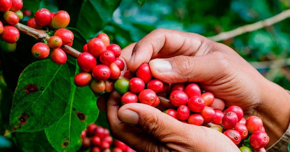 Una mata de café y una mano de un recolector