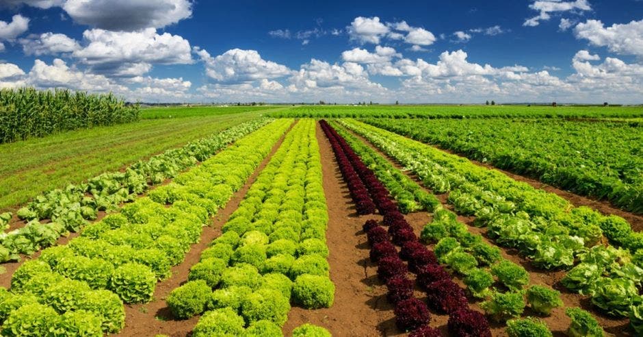 Una finca con cultivos verdes