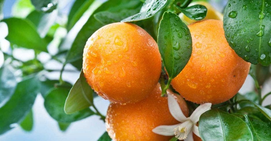 Un racimo de naranjas frescas