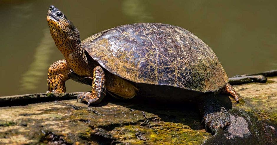 Una tortuga posa sobre un tronco en un humedal