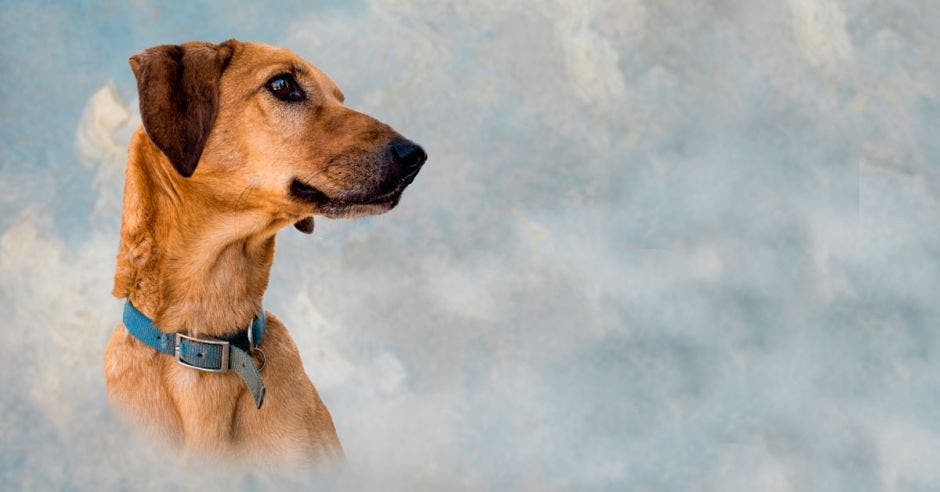 perros mascotas cielo