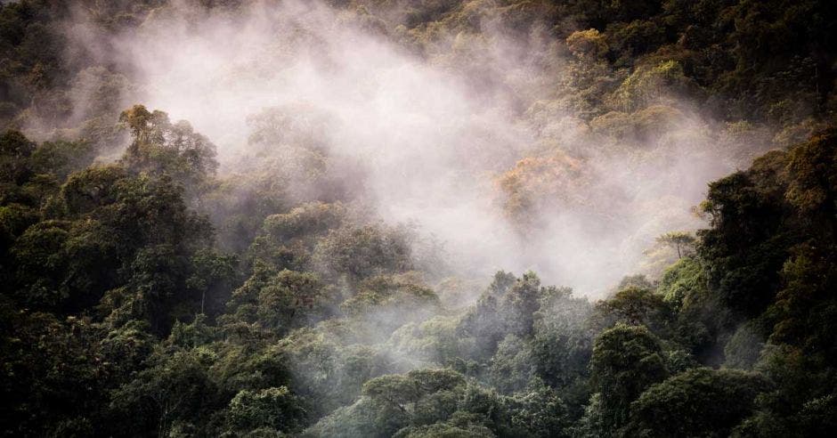 Bosque nuboso en San Gerardo de Dota