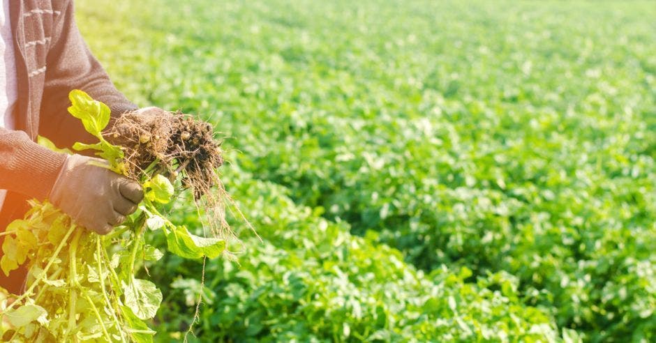 Un agricultor saca raíces de un huerto