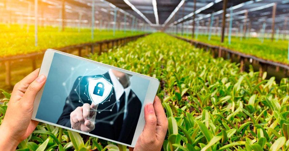 Plantación de un cultivo de fondo y en primer plano una persona sosteniendo una tablet en donde se ve una persona señalando un candado